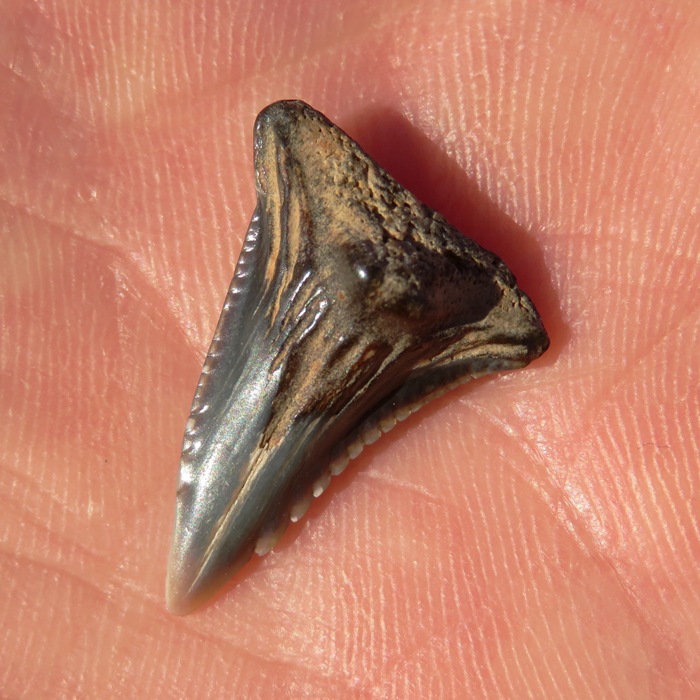 Snaggletooth shark tooth I found