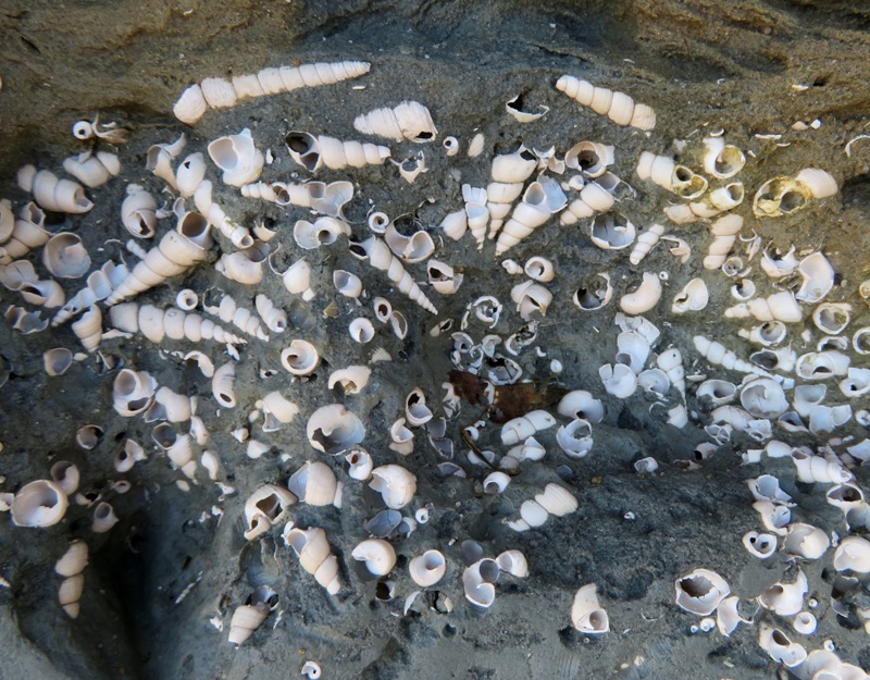 Shells in cliff wall at Matoaka