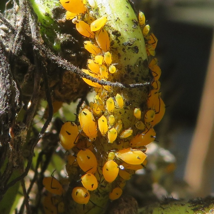 Aphids on milkweed