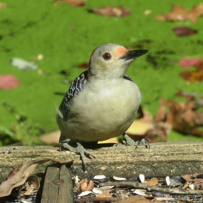 Red-bellied woodpecker seen through window at feeder