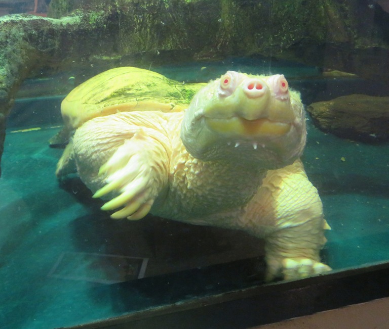 Albino snapping turtle in aquarium