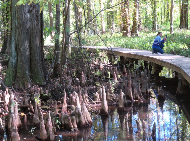 Laah taking photo on boardwalk with baldcypress knees in the foreground