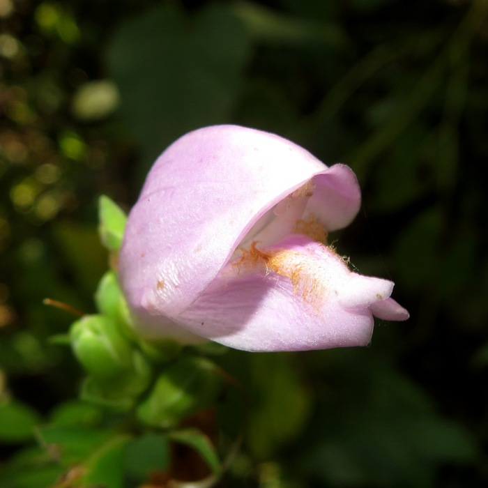 Single purple turtlehead flower