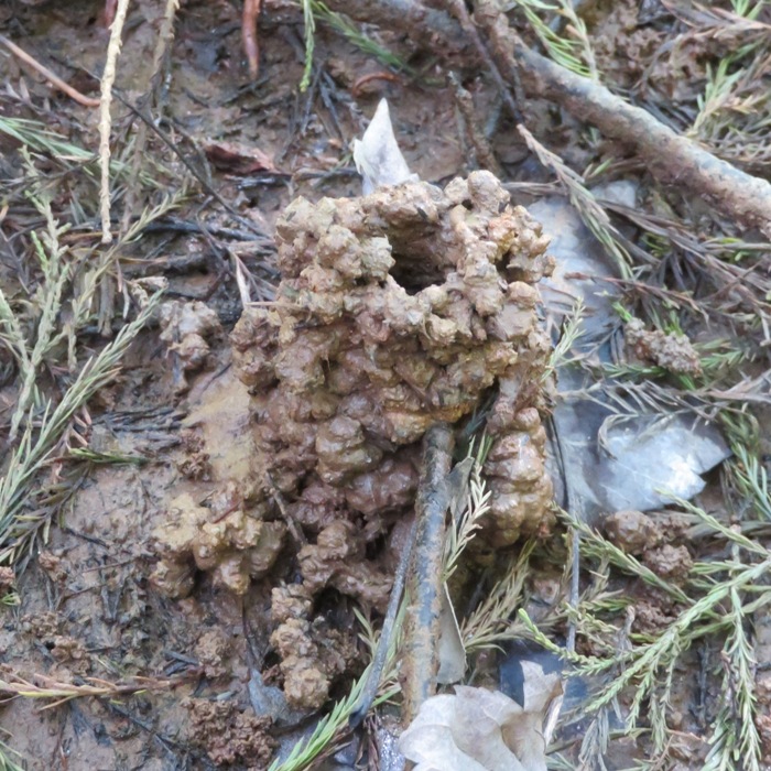 Crayfish mound