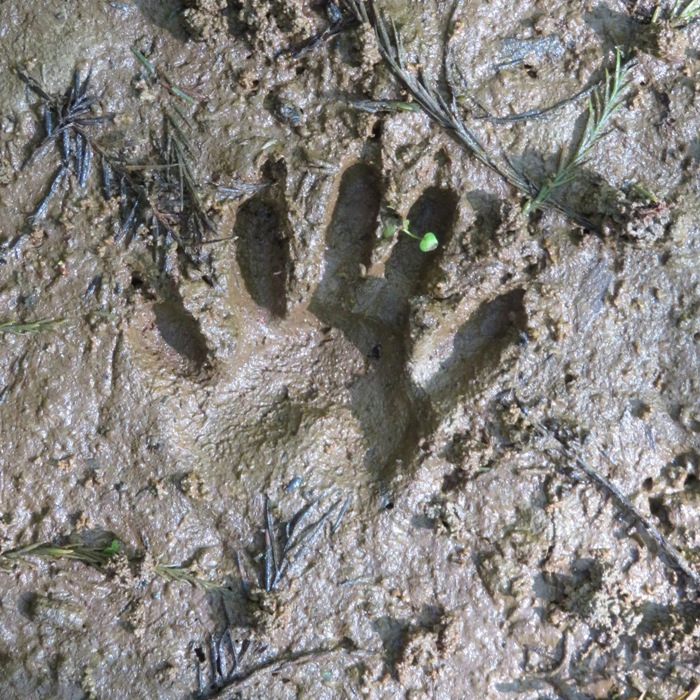 Raccoon footprint