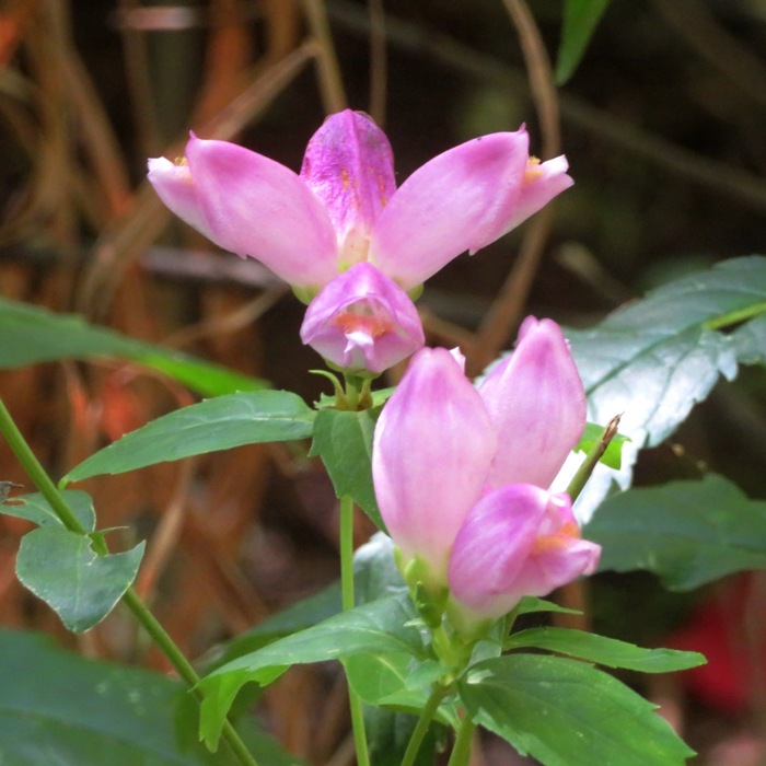 Small cluster of purple turtlehead flowers