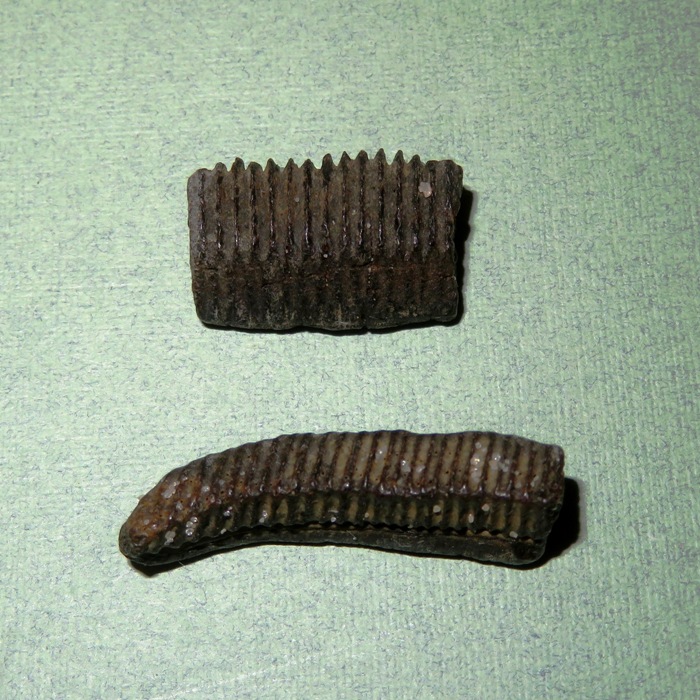 Two pieces of ray dental palate