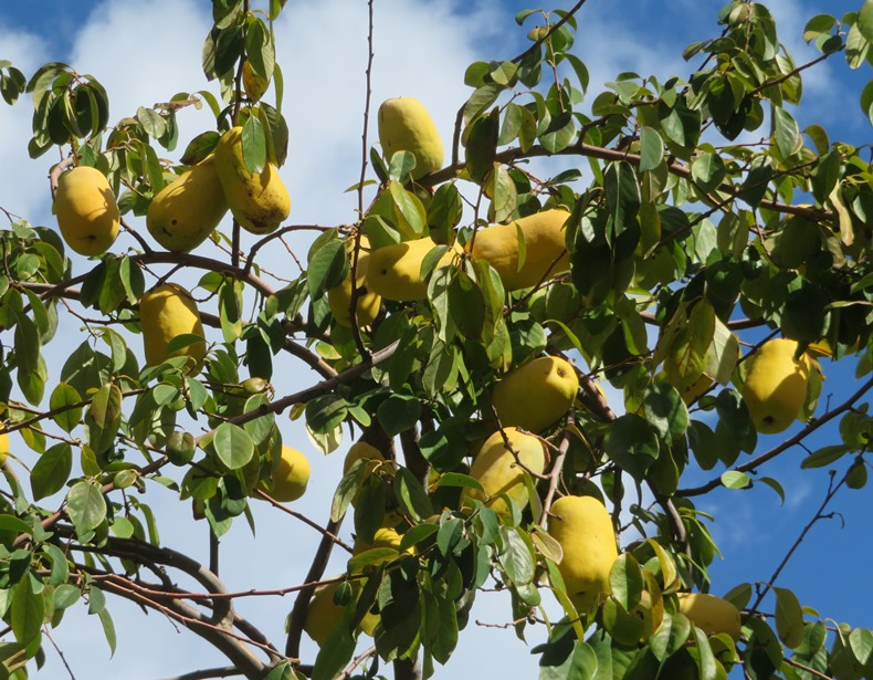 Unknown fruit tree on Capitol Mall