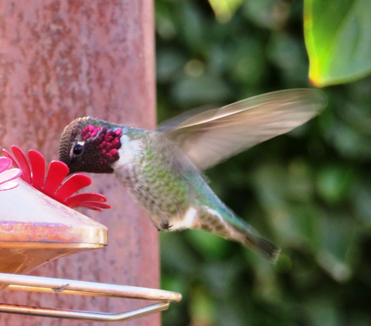 Hummingbird at feeder