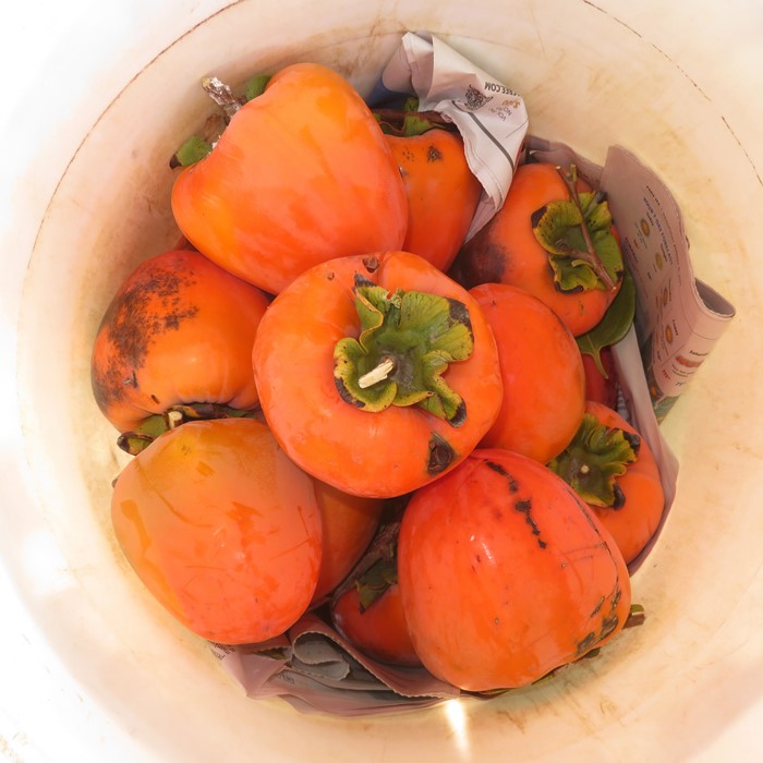 Hachiya persimmons in a bucket