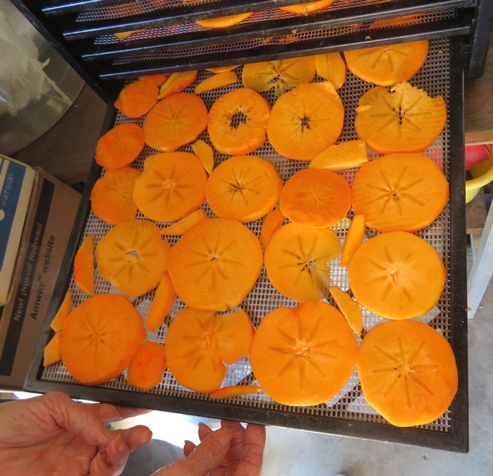 Sliced persimmons on dehydrator rack