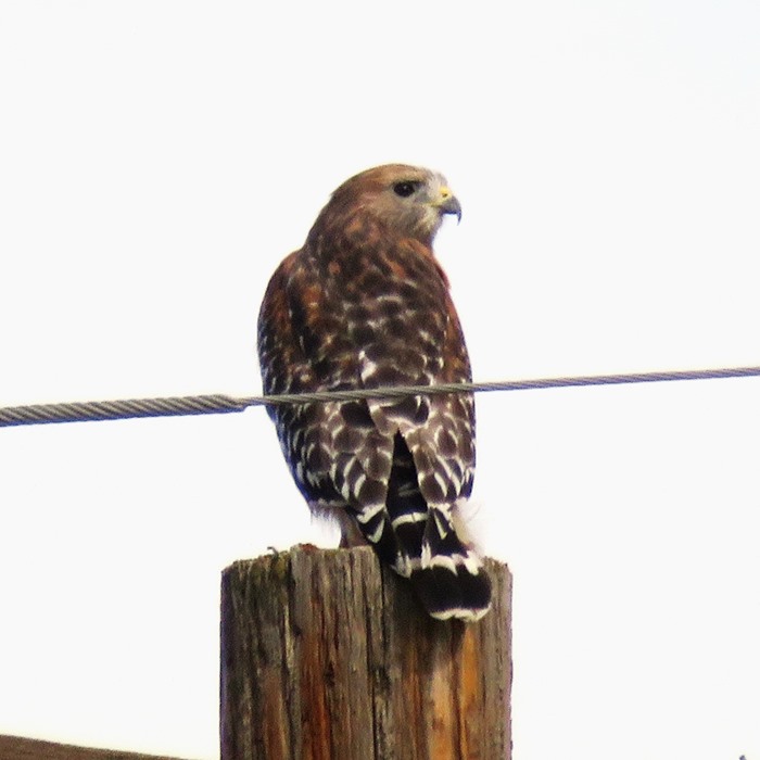 Hawk perched on pole