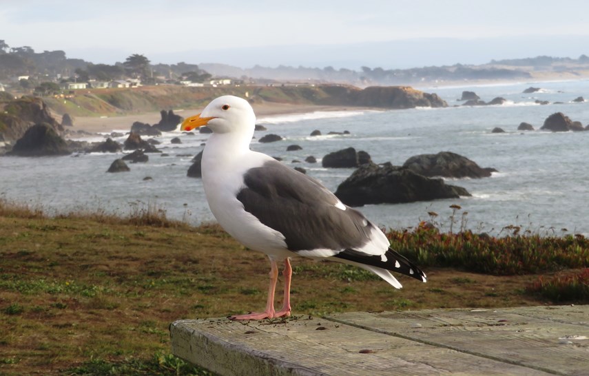 Seagull on table with ocean view behind