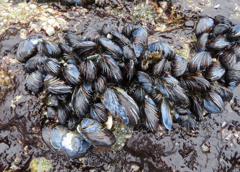 Close-up of mussels