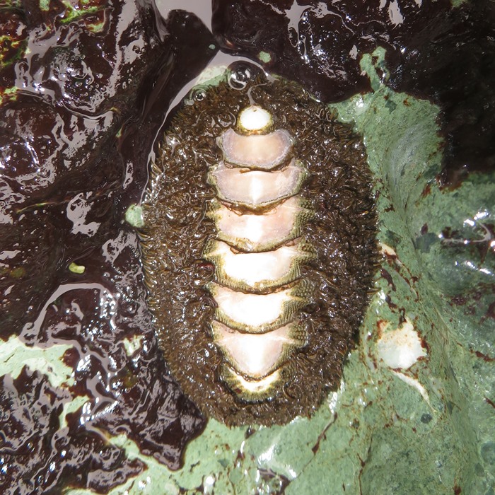 Mossy chiton on rock