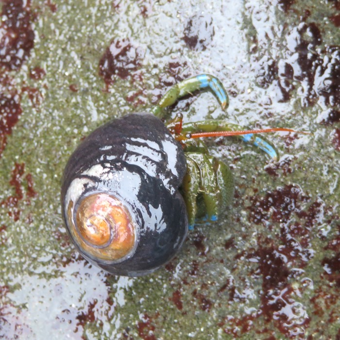 Black turban snail with hermit crab living inside