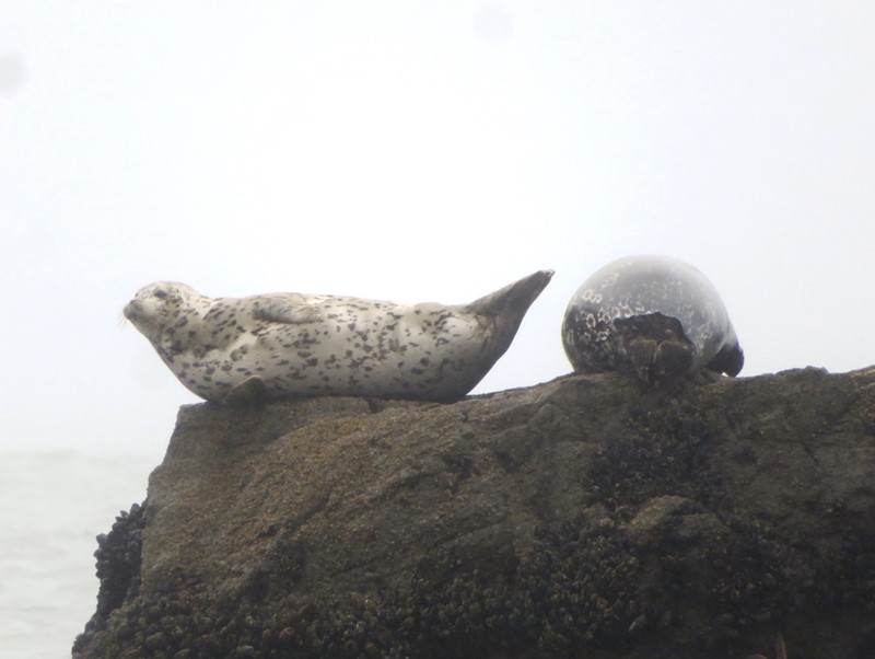 Harbor seals