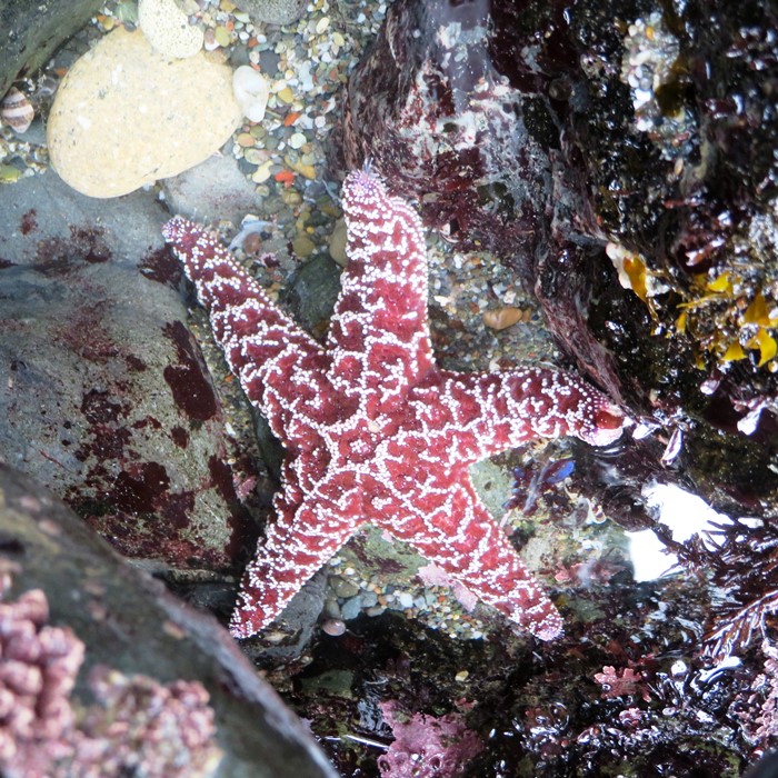 Purple ochre sea star (starfish)