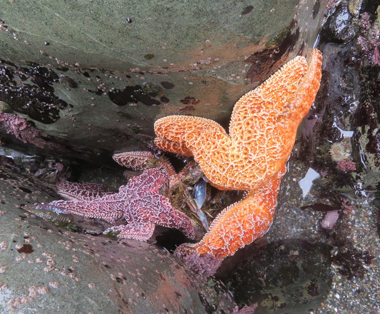 Purple and orange sea stars between rocks