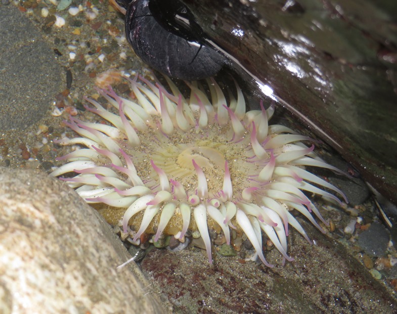 Sea anemone