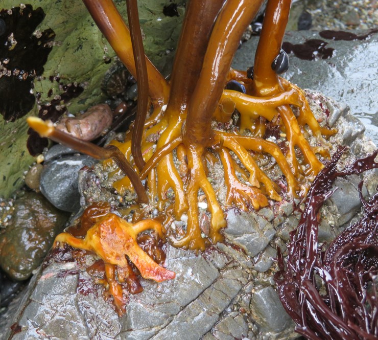 Seaweed rooted to rocks