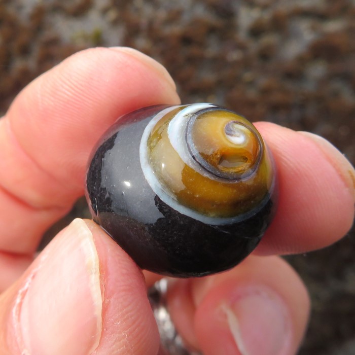 Black turban snail shell on my hand