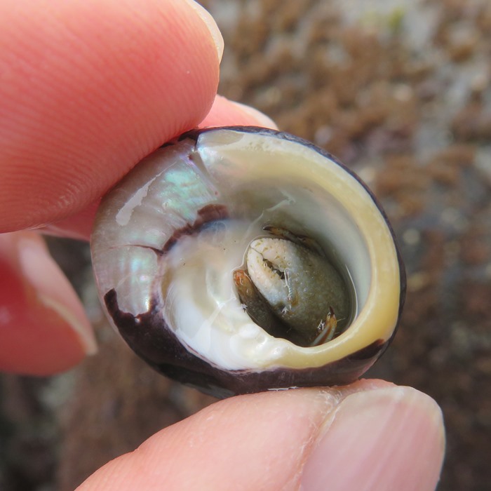 Crab claw visible in snail shell