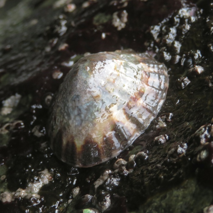 Limpet on rock