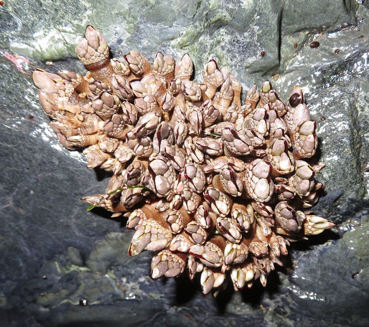 Barnacles on rock