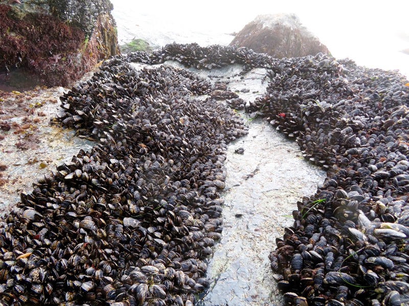 Hundreds of mussels on rock