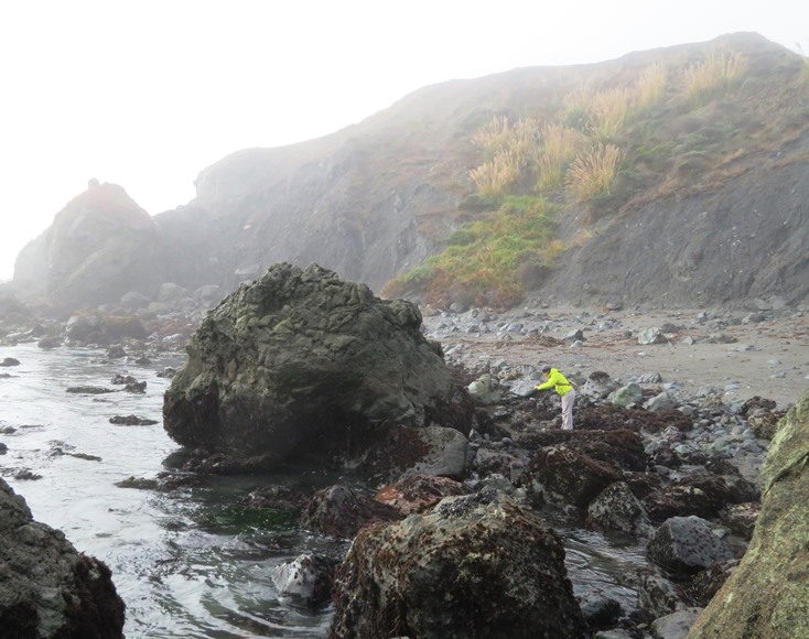 Norma photographing wildlife in a tidepool