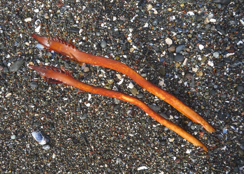 Two pieces of long seaweed