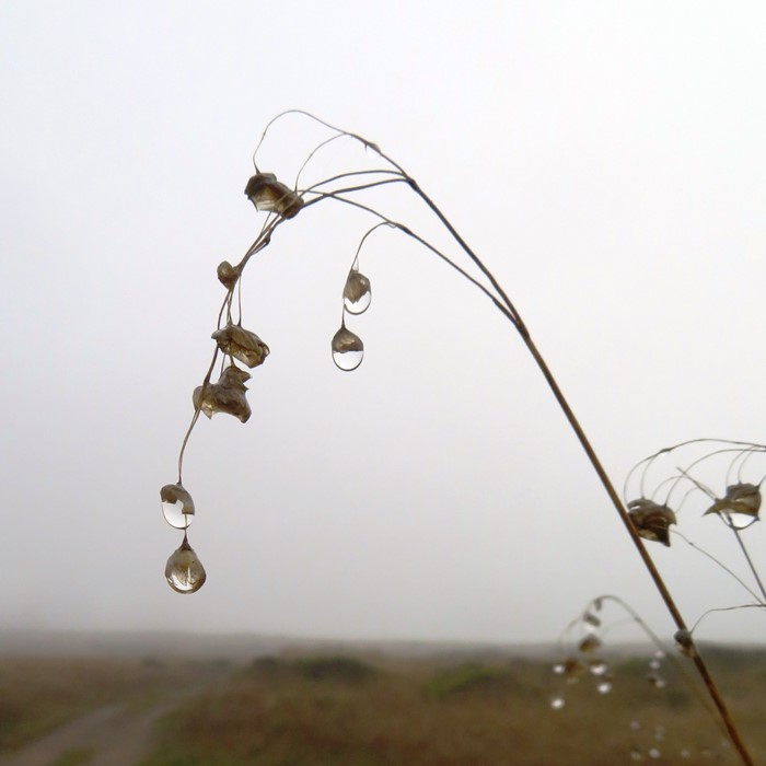 Plant with big dewdrops