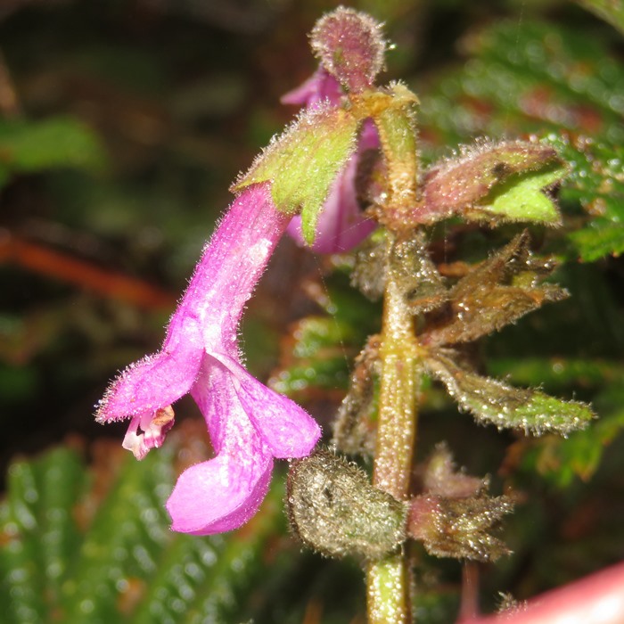 Purple flower