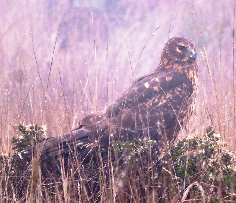 Northern harrier perched