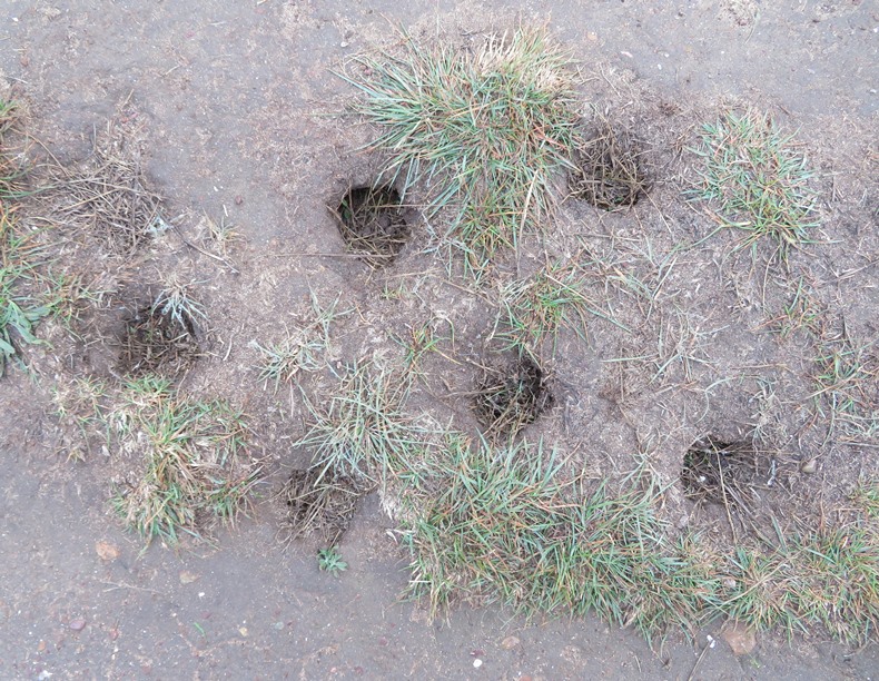 Holes in the ground along our hiking trail