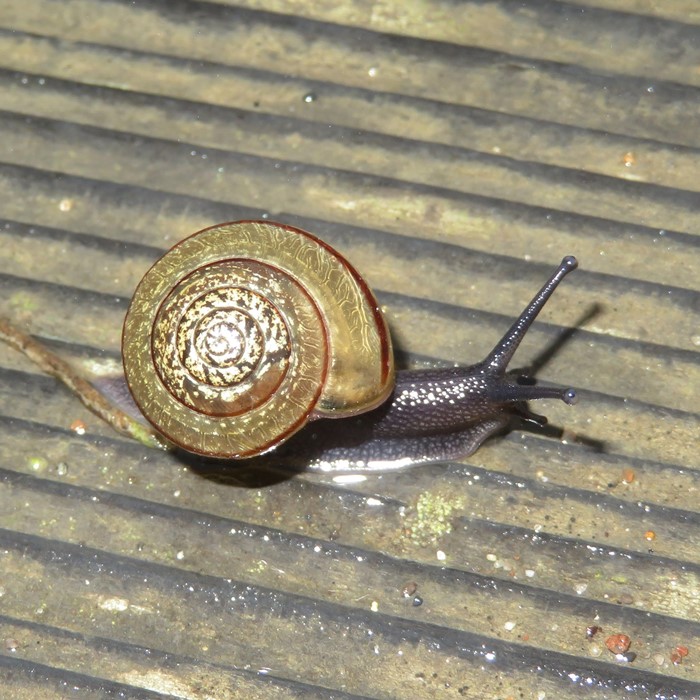 Land snail