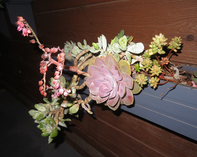 Plants hanging on wall outside restaurant