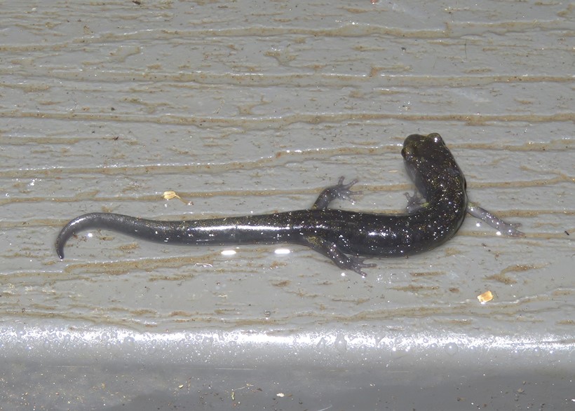 Salamander on porch