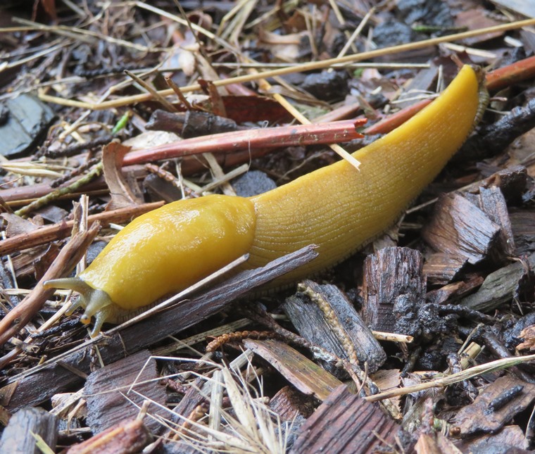 Banana slug