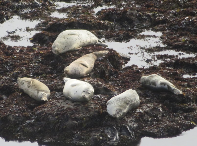 Harbor seals