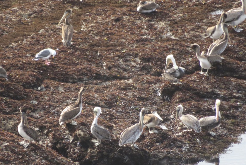 Brown pelicans