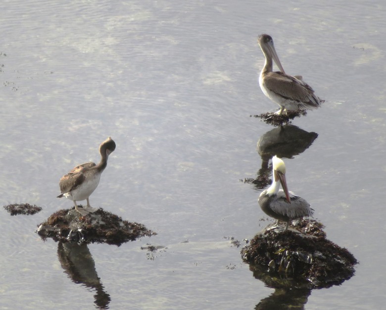 More brown pelicans