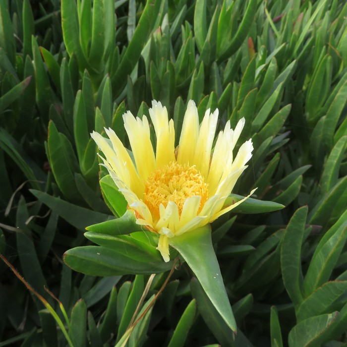 Yellow iceplant flower