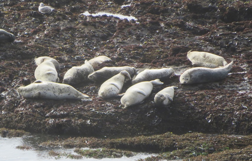 More harbor seals