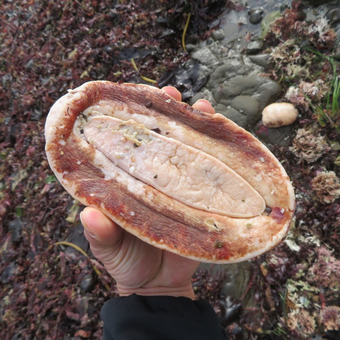 Bottom of gumboot chiton