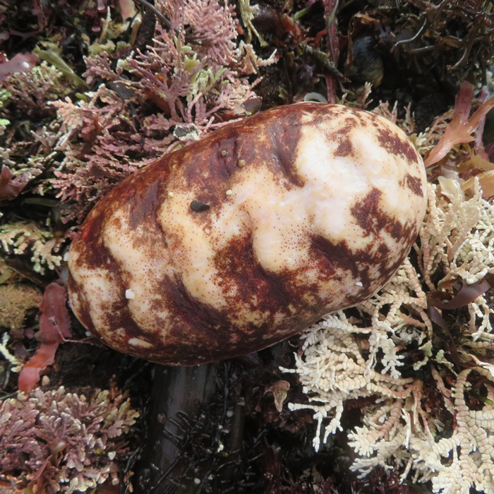 Top of gumboot chiton