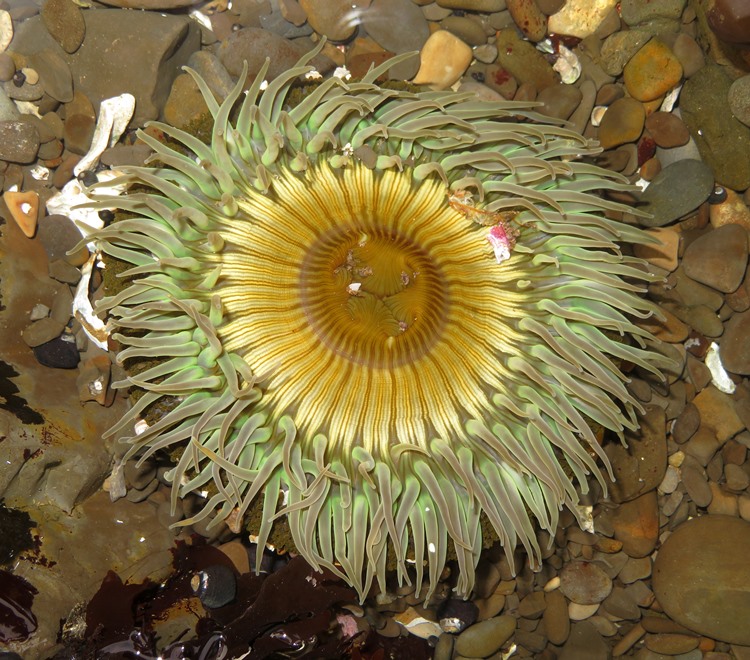 Green sea anemone