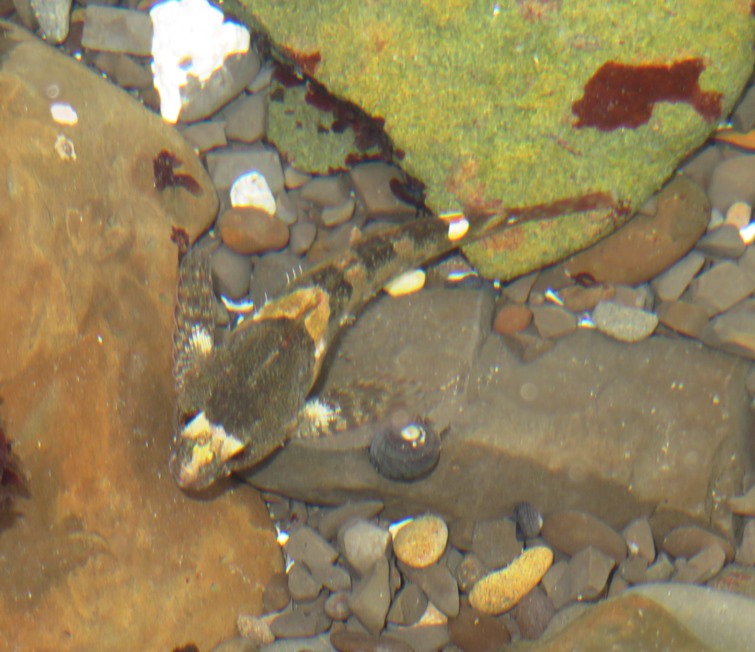 Tidepool sculpin fish