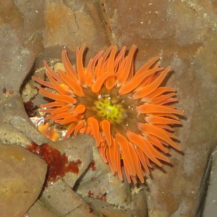 Very small orange sea anemone